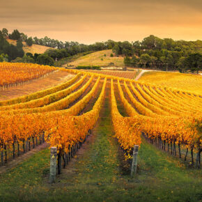 Gorgeous Vineyard in the Adelaide Hills